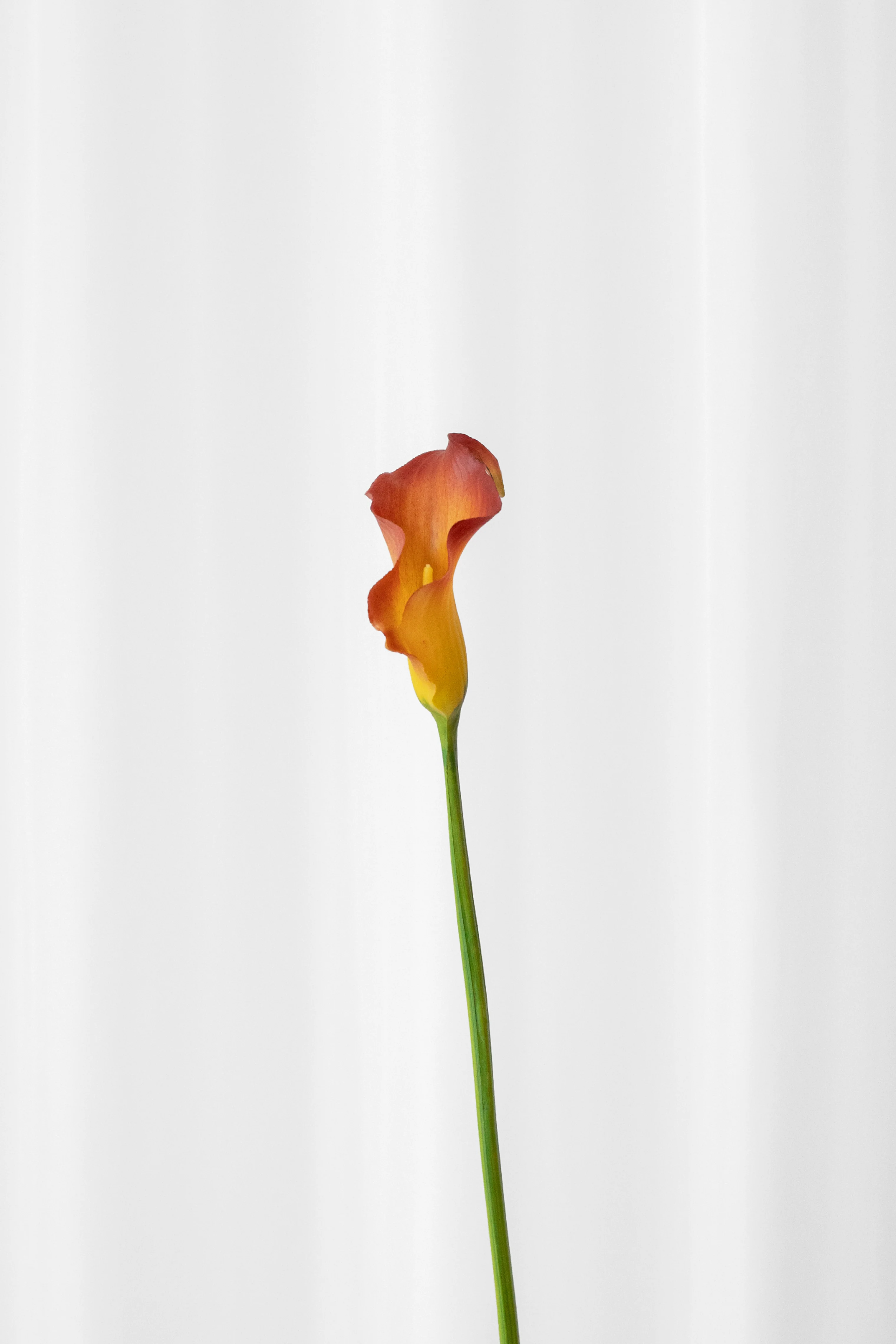 Miniaturebillede 1
