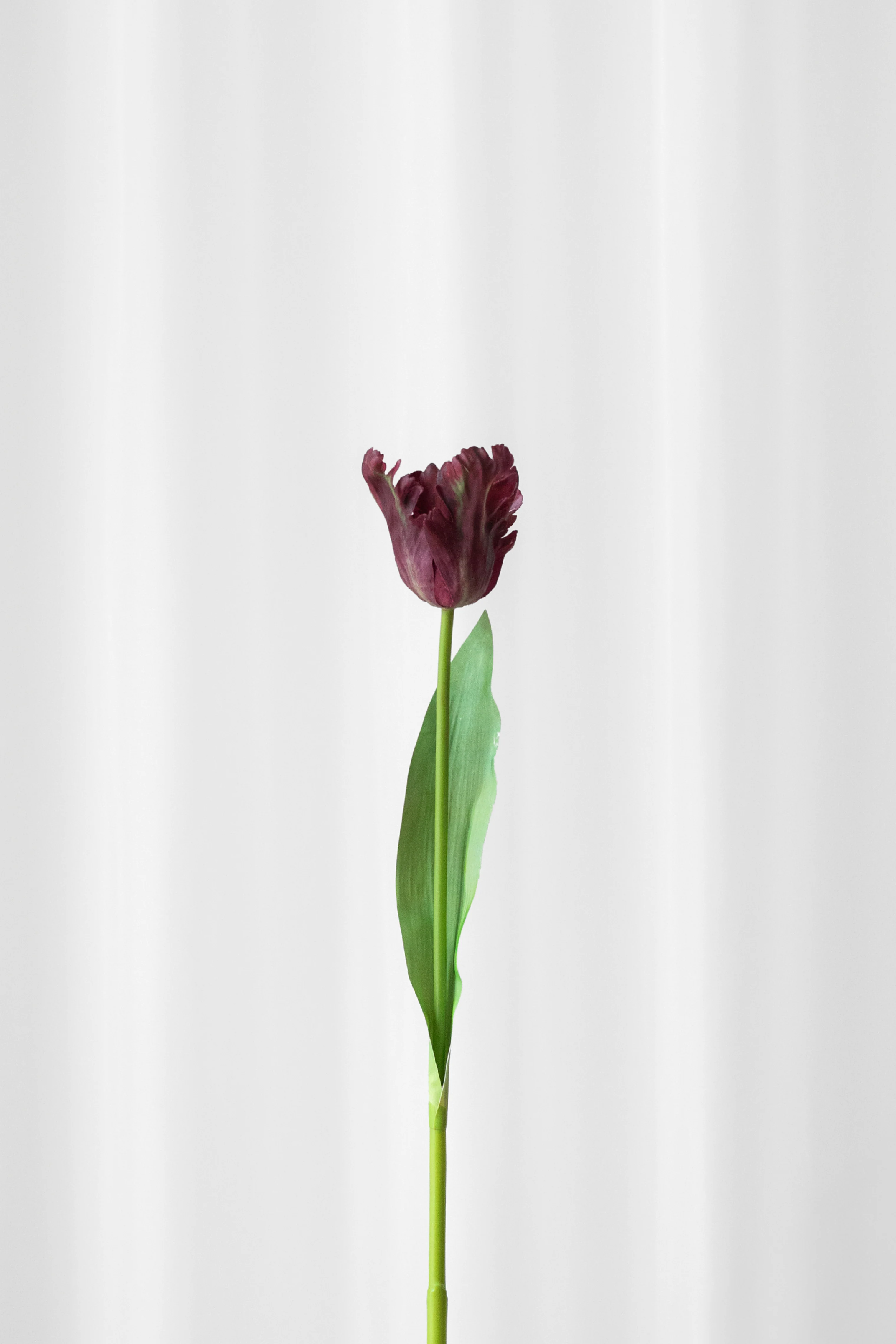 Miniaturebillede 1